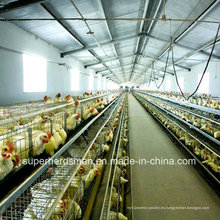Equipo automático de avicultura para pollos de engorde y capas